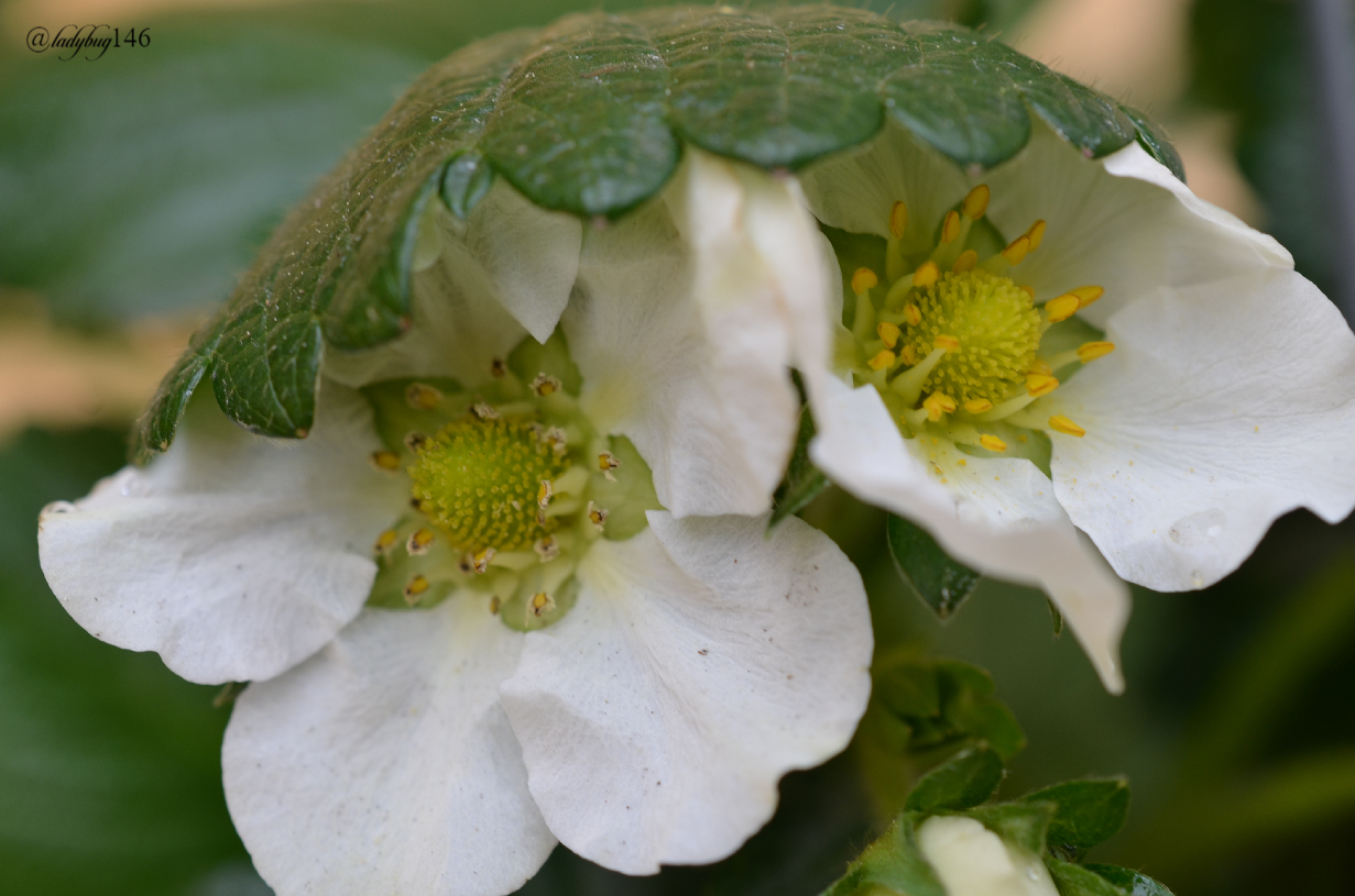 strawberry flower.jpg