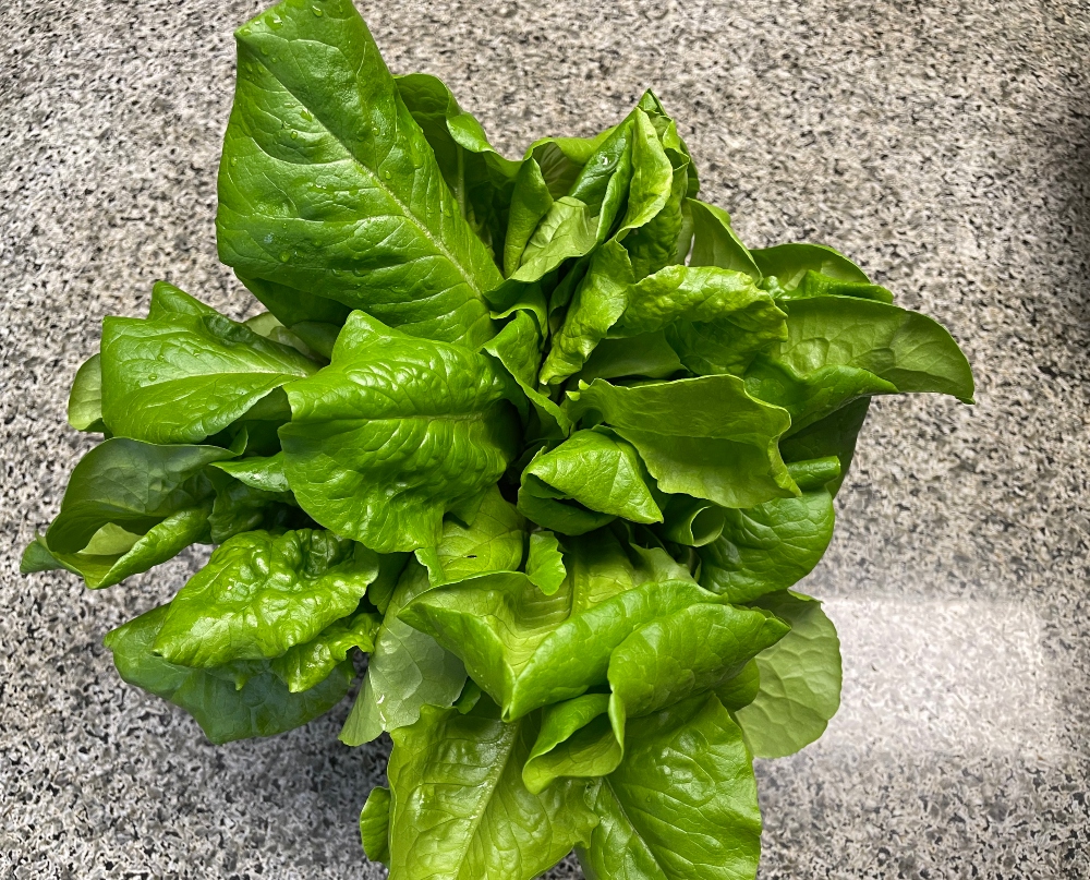 hivegarden-lettuce.jpg
