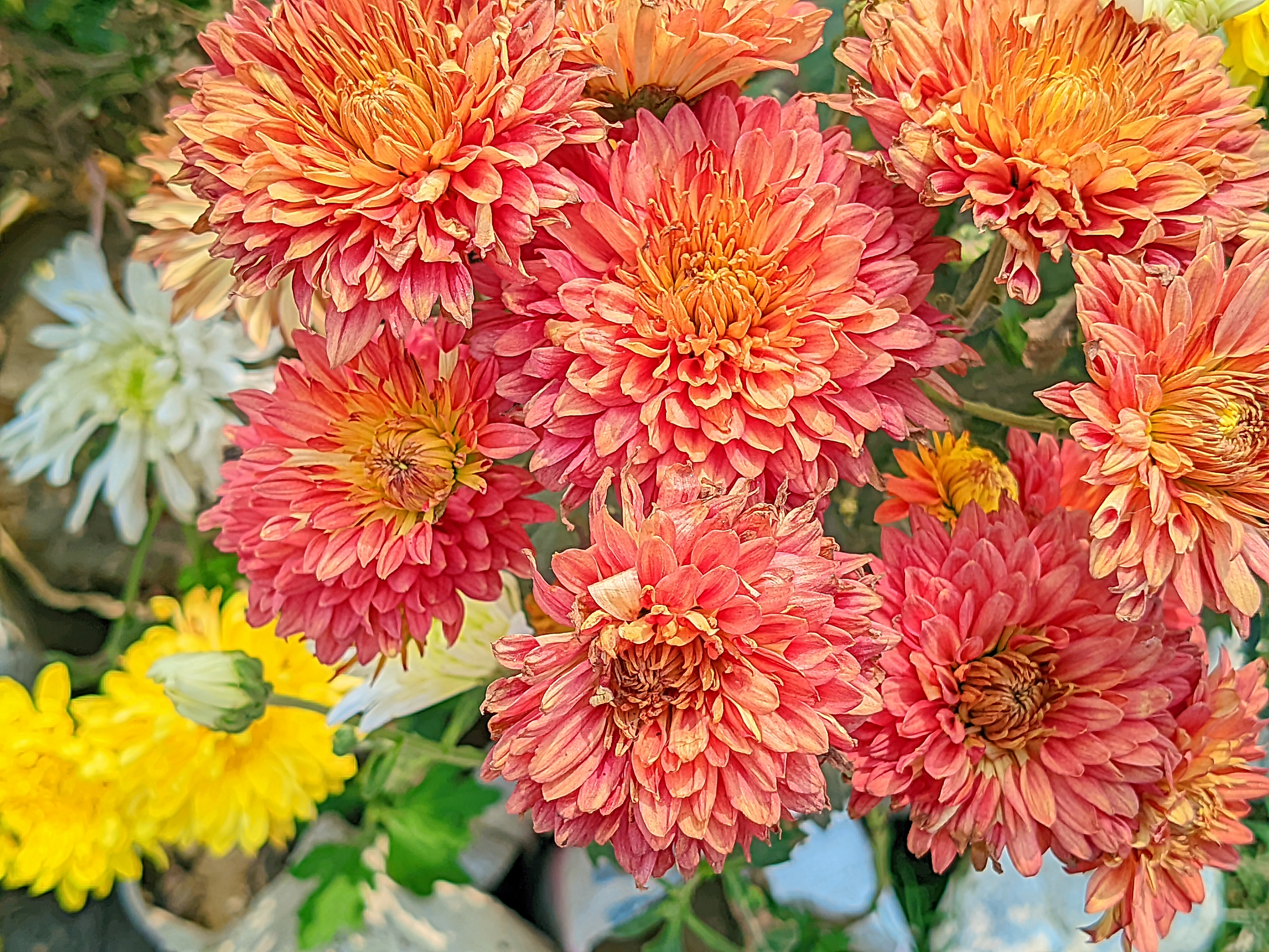 LMC_20250122_120934_🌈Color boost by Riyan .jpg