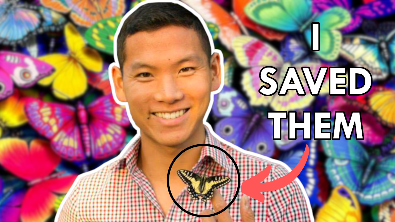 tim wong butterfly.png