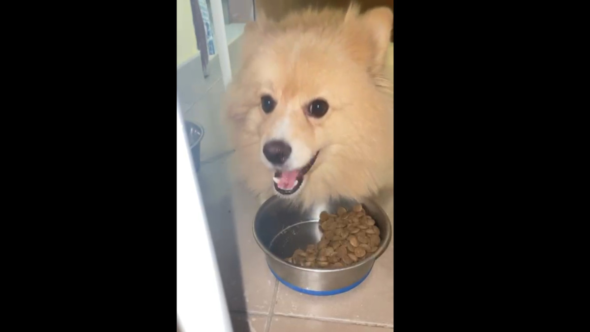 dog enjoying dog food.jpg