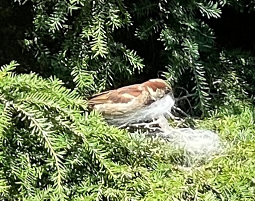 bird.jpg