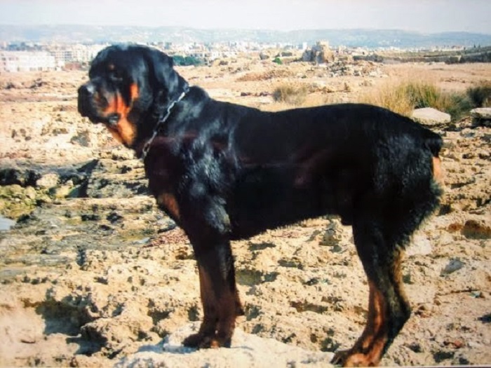 Ako der rottie 2 years old.jpg