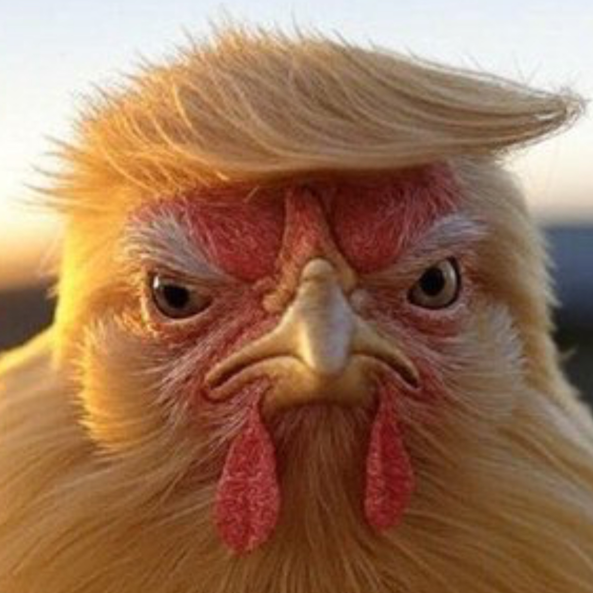 The Trump Taco Memes on Twitter are completely out of control.