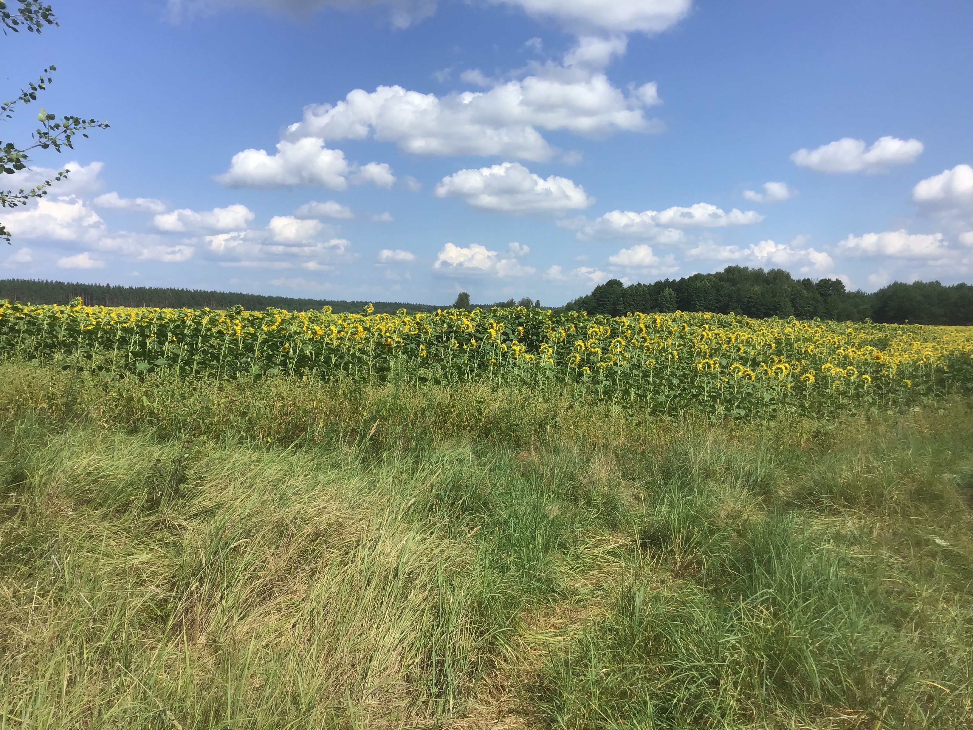 IMG_0694.jpeg