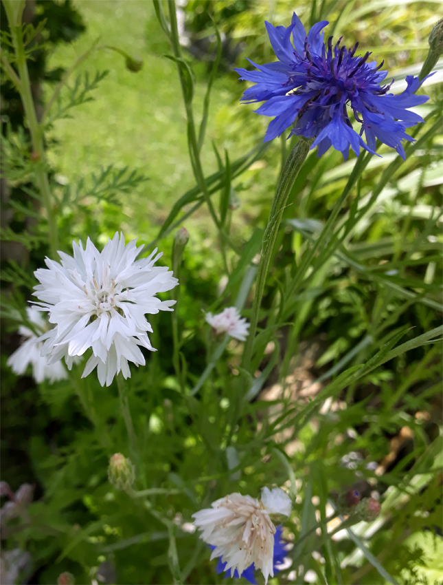 cornflower.jpg