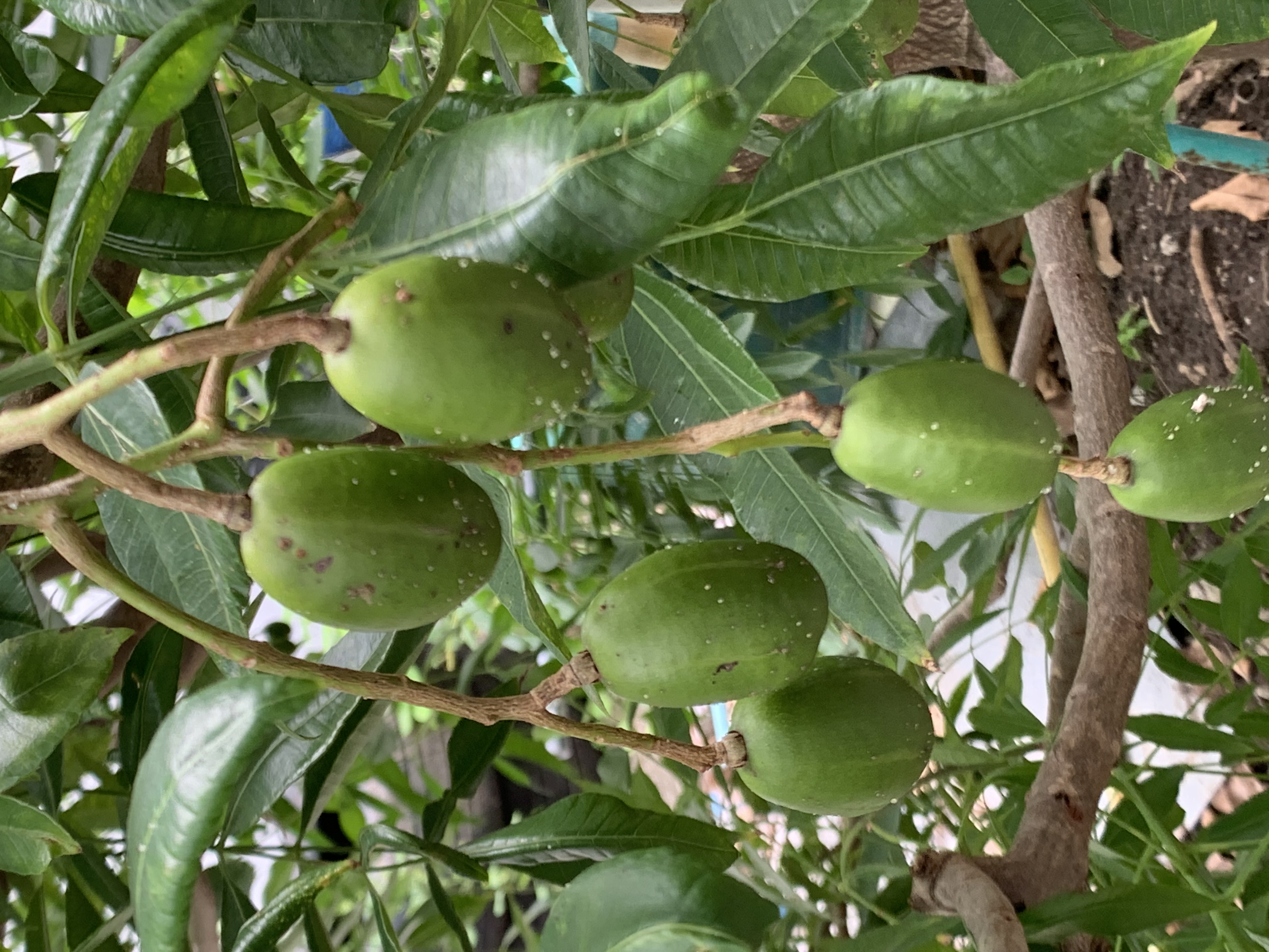 fruit21.jpg