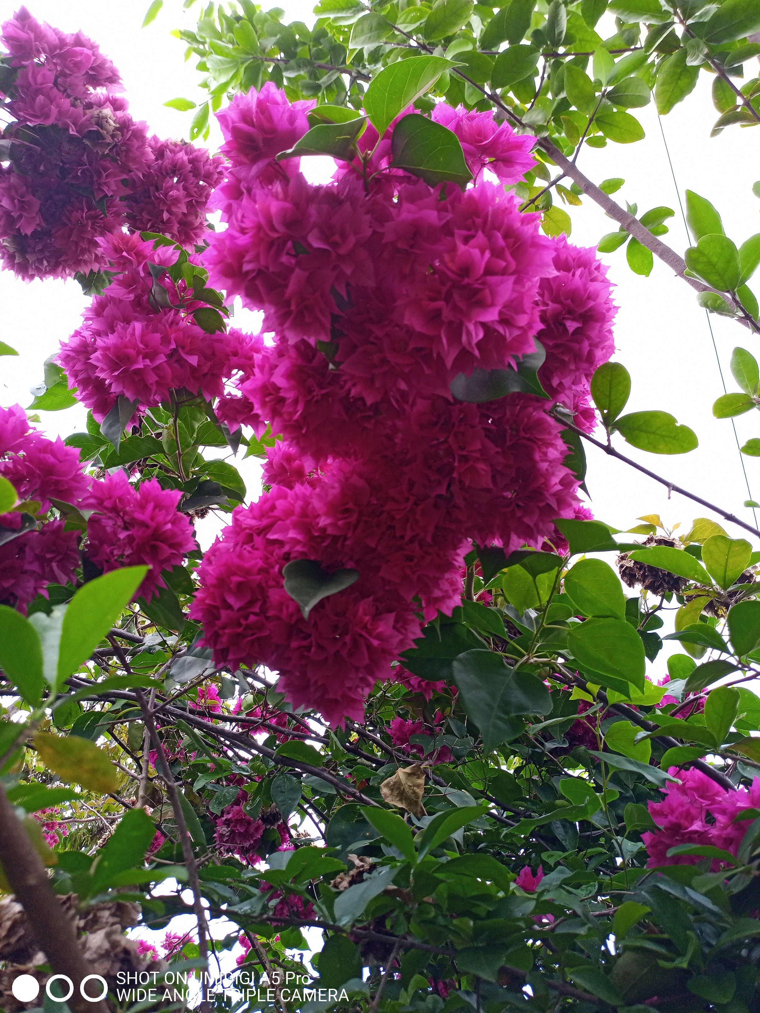 ESP-ENG FOTOGRAFIANDO LA FLOR TRINITARIA BOUGAINVILLEA SPECTABILIS ...