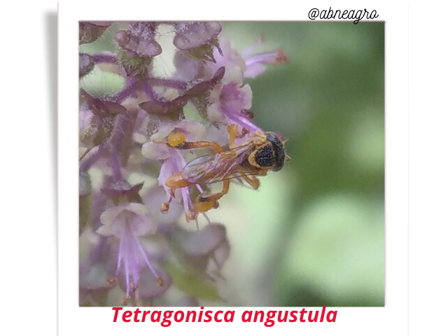 @abneagro(13).png