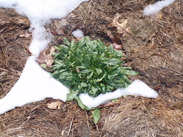 New Herb - Row 1, woad crop March 2020.jpg