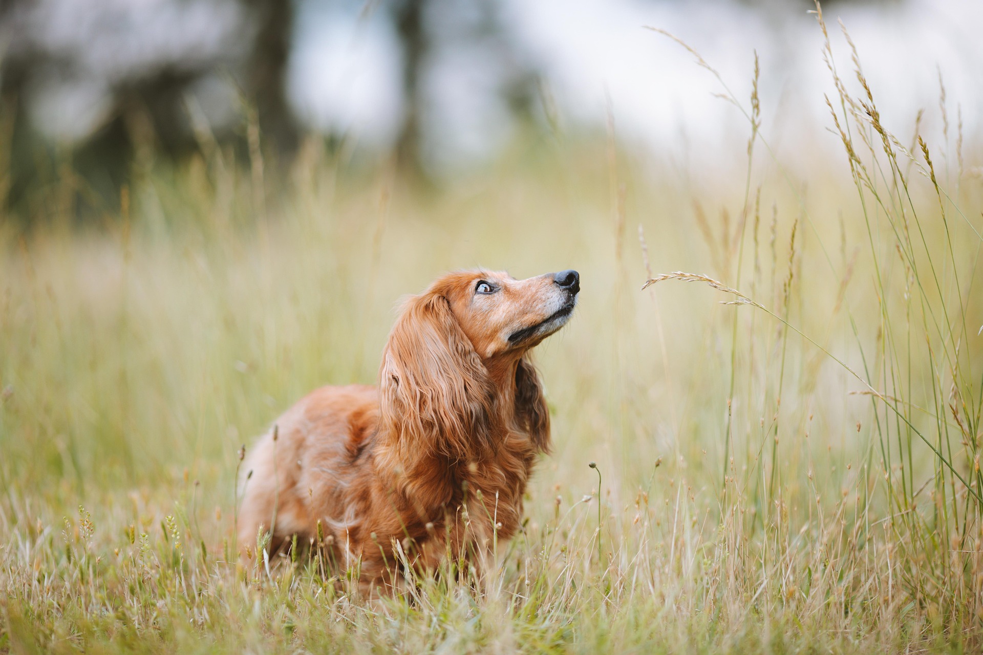dachshund-8043109_1920.jpg