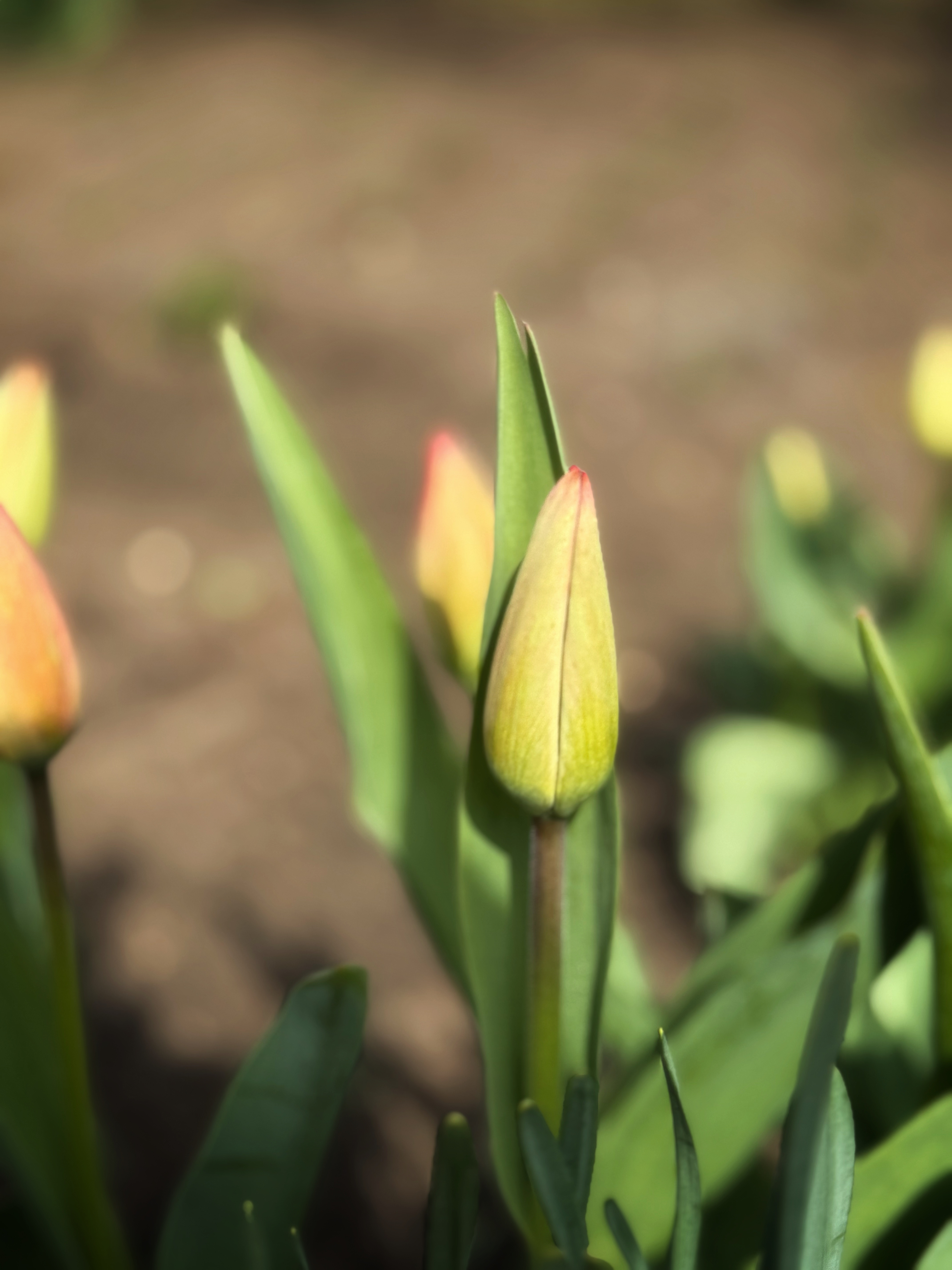 IMG_1909.jpeg