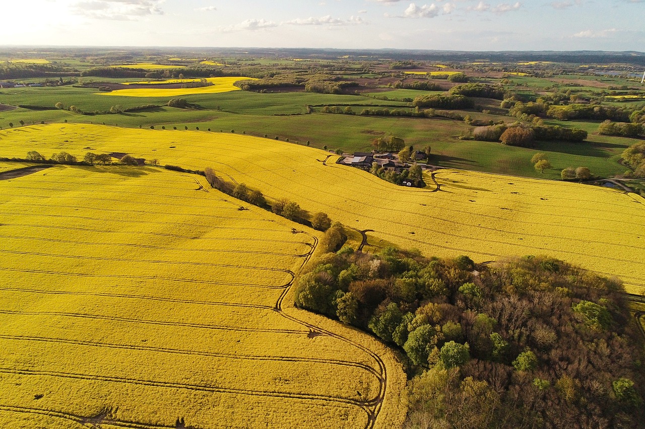 oilseed-rape-g018e394c4_1280.jpg