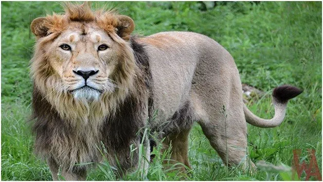 National Icons of the World - National Animals interesting facts and stories — Hive National Icons of the World - National Animals interesting facts and stories — Hive