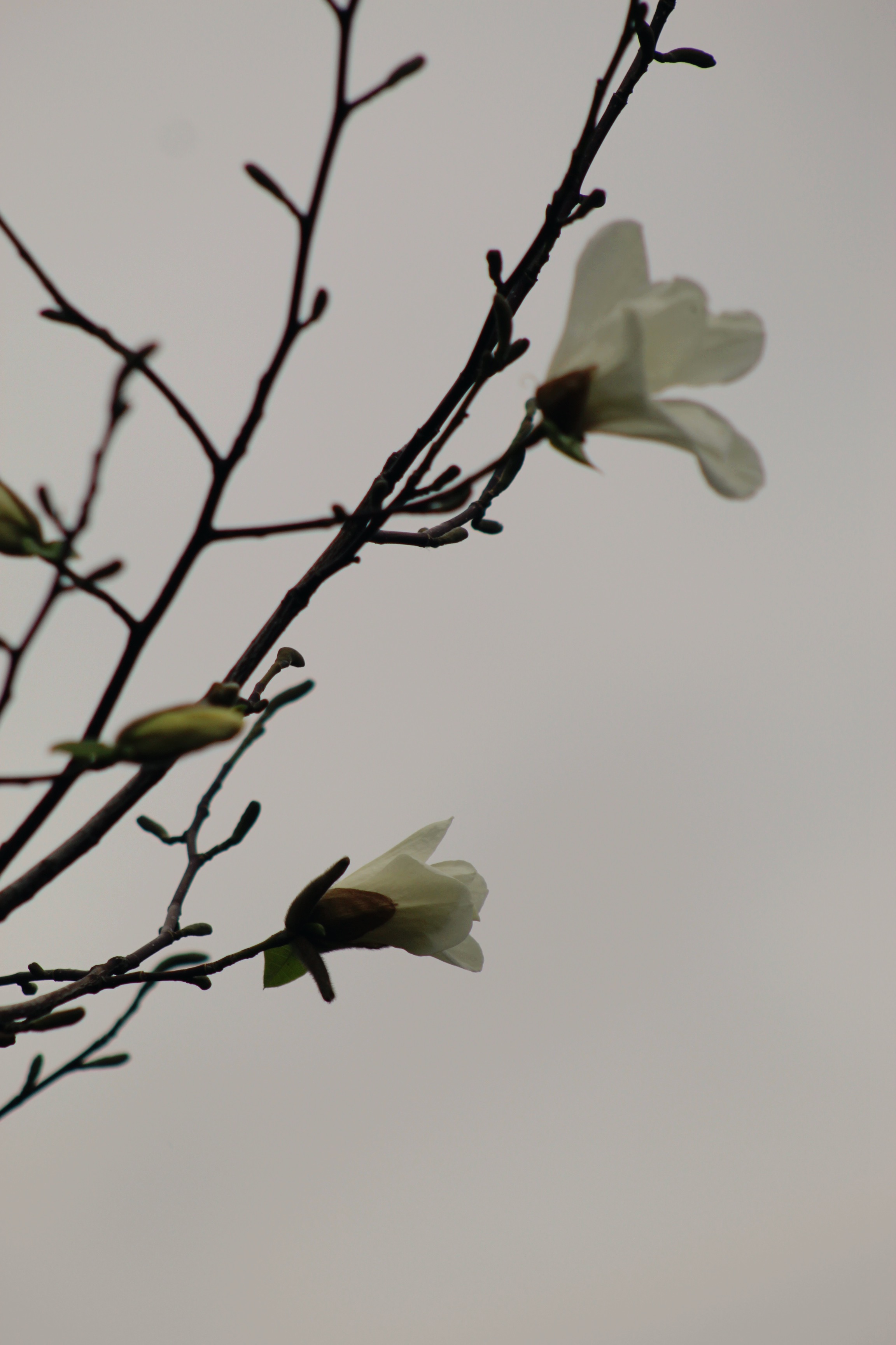 IMG_1819.jpeg