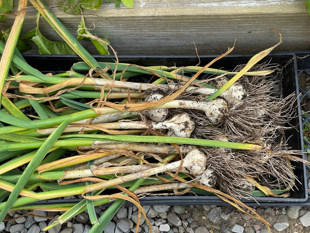 https://images.hive.blog/DQmVv97yHd6BAg9K2m5EomKh5unXVbMPsL9gfBC2R64BPeZ/hive-garden-harvest-garlic-1.jpg