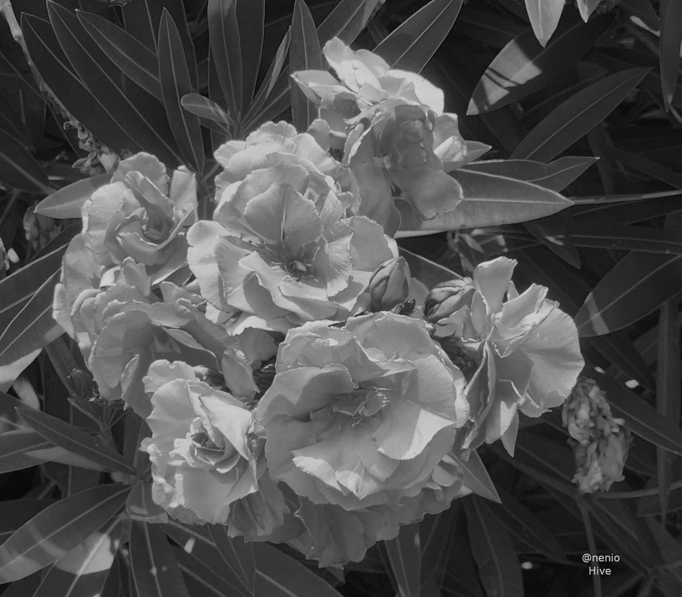 nerium-002-bw.jpg