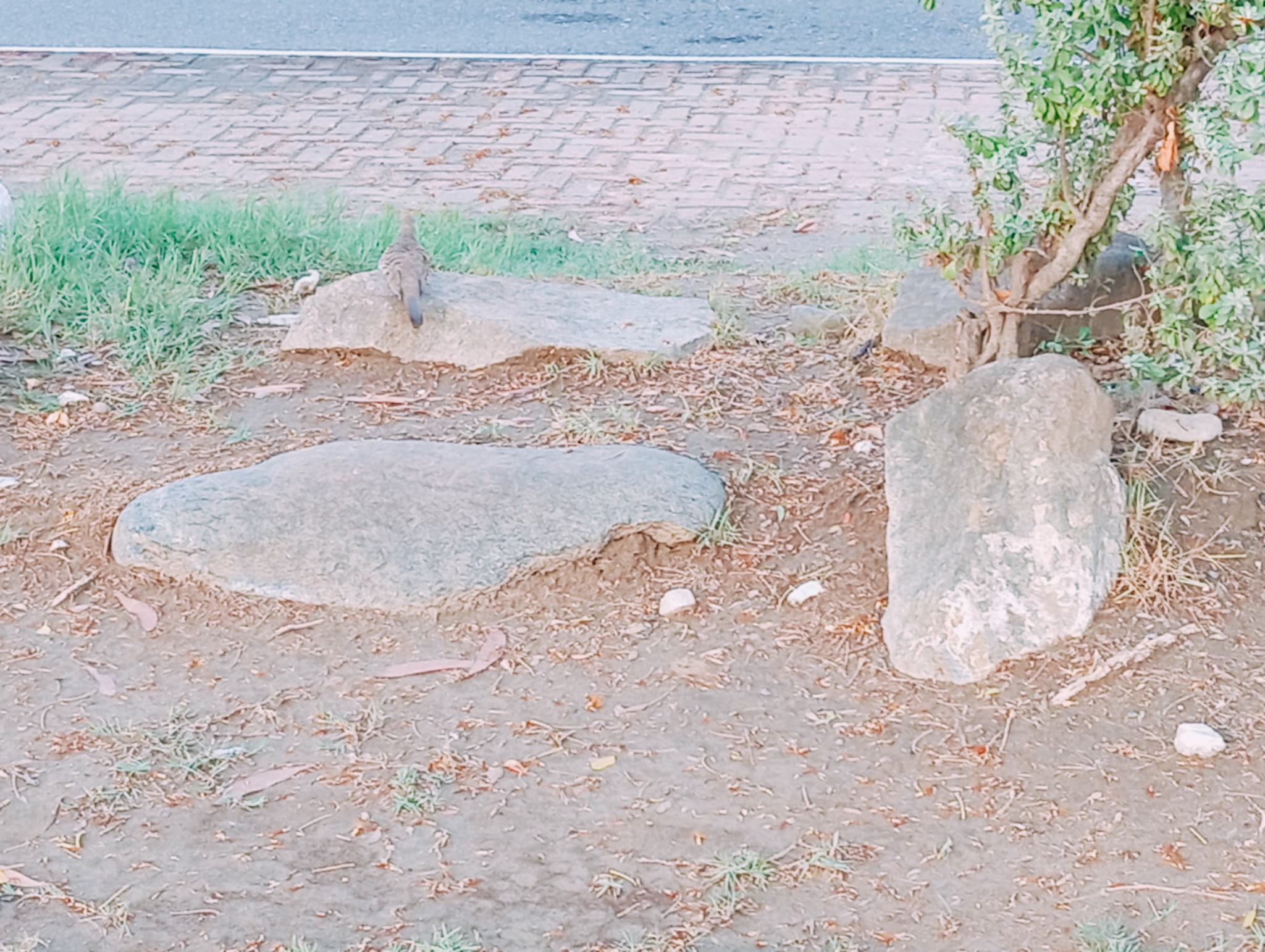 1000018650.jpg