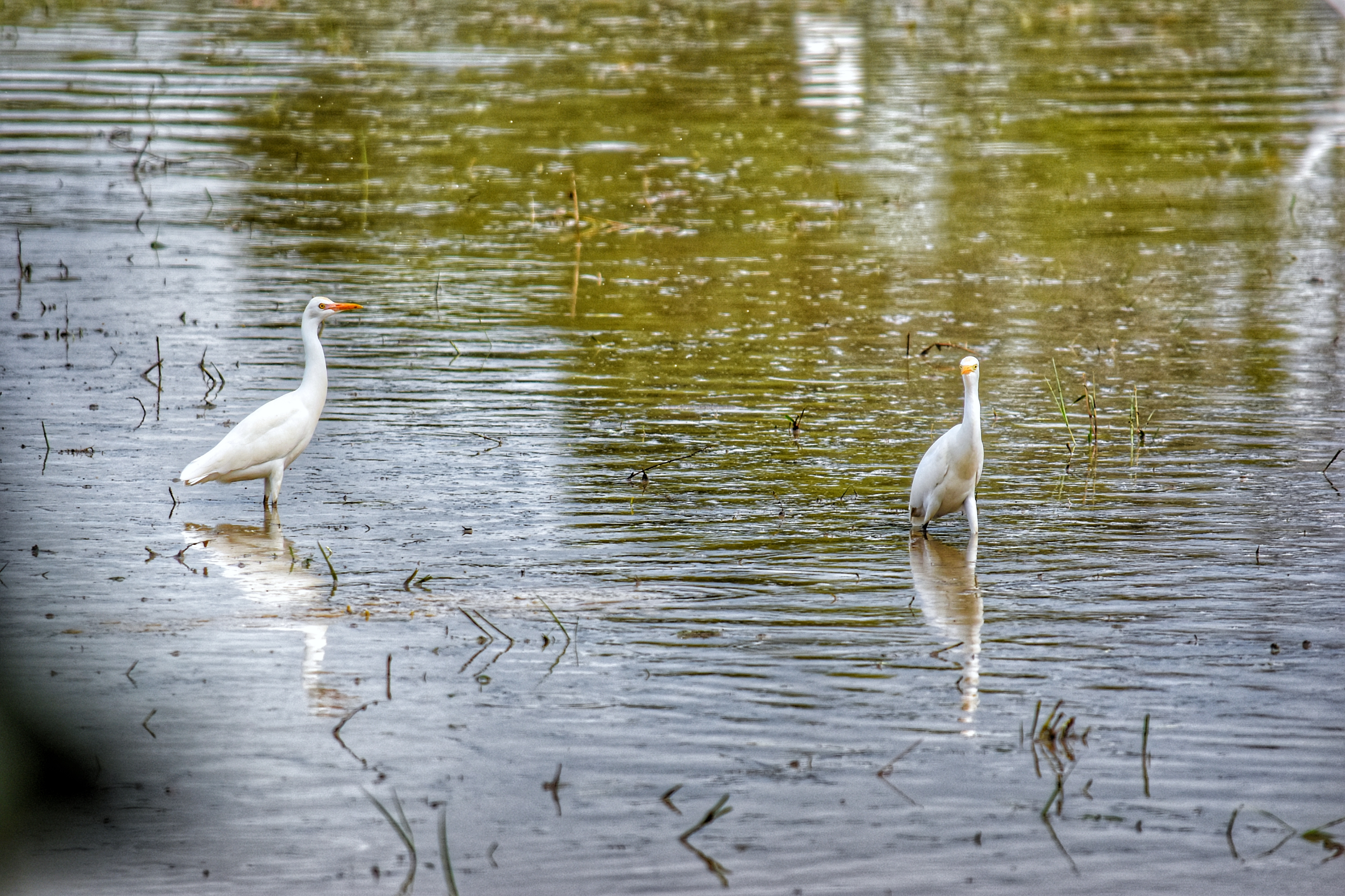 Stock Little egrets in the rice field 3.jpeg