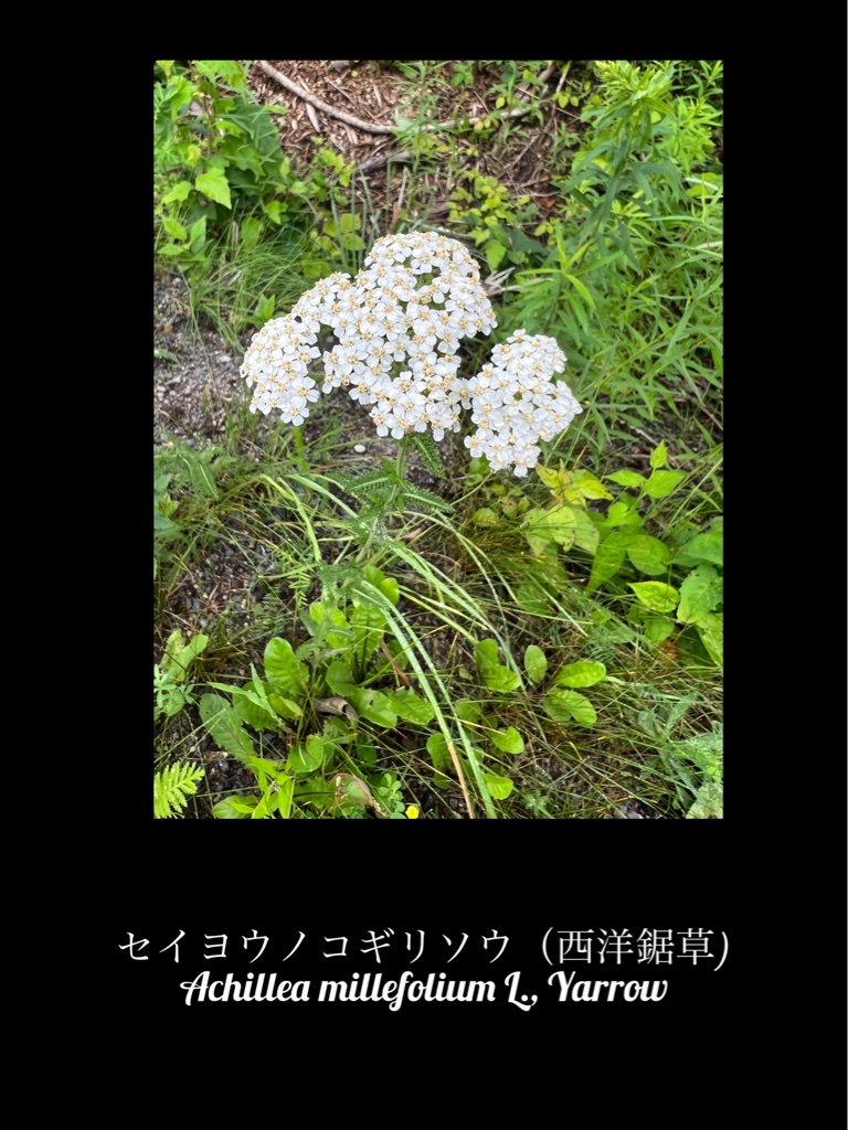 Hemlock? Queen Anne's lace? Yarrow? ドクニンジン？ノラ