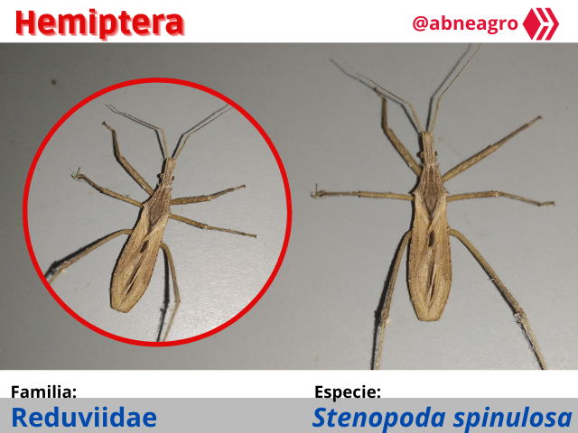 Automeris cf. jucunda (2).png