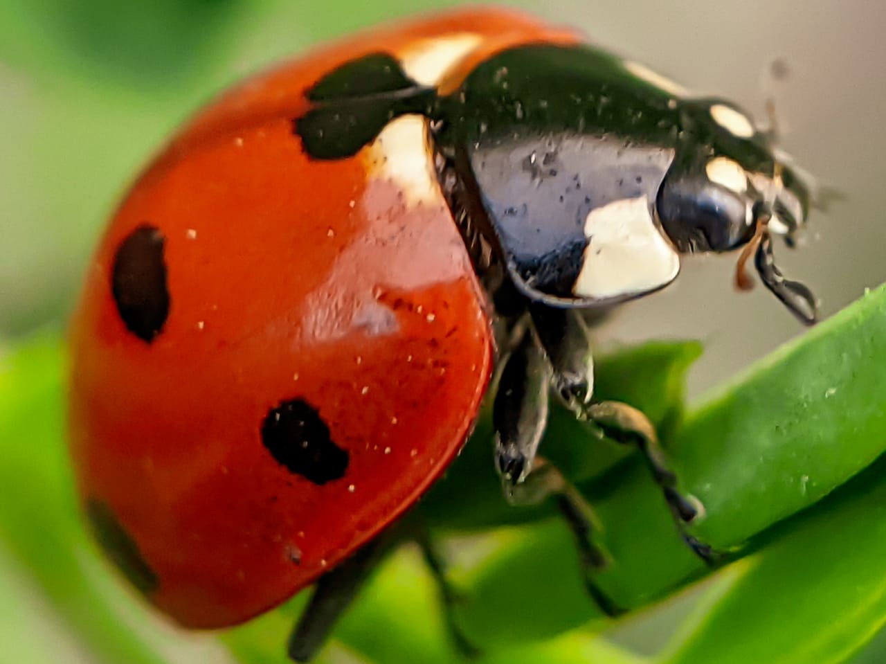 ladybirds (2).jpeg