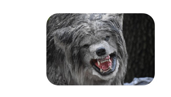wolf.2.jpg