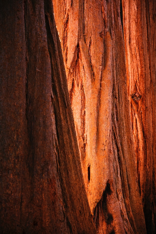 huper-by-joshua-earle-8FmiMntyDXo-unsplash redwood Mammutbaum.jpg