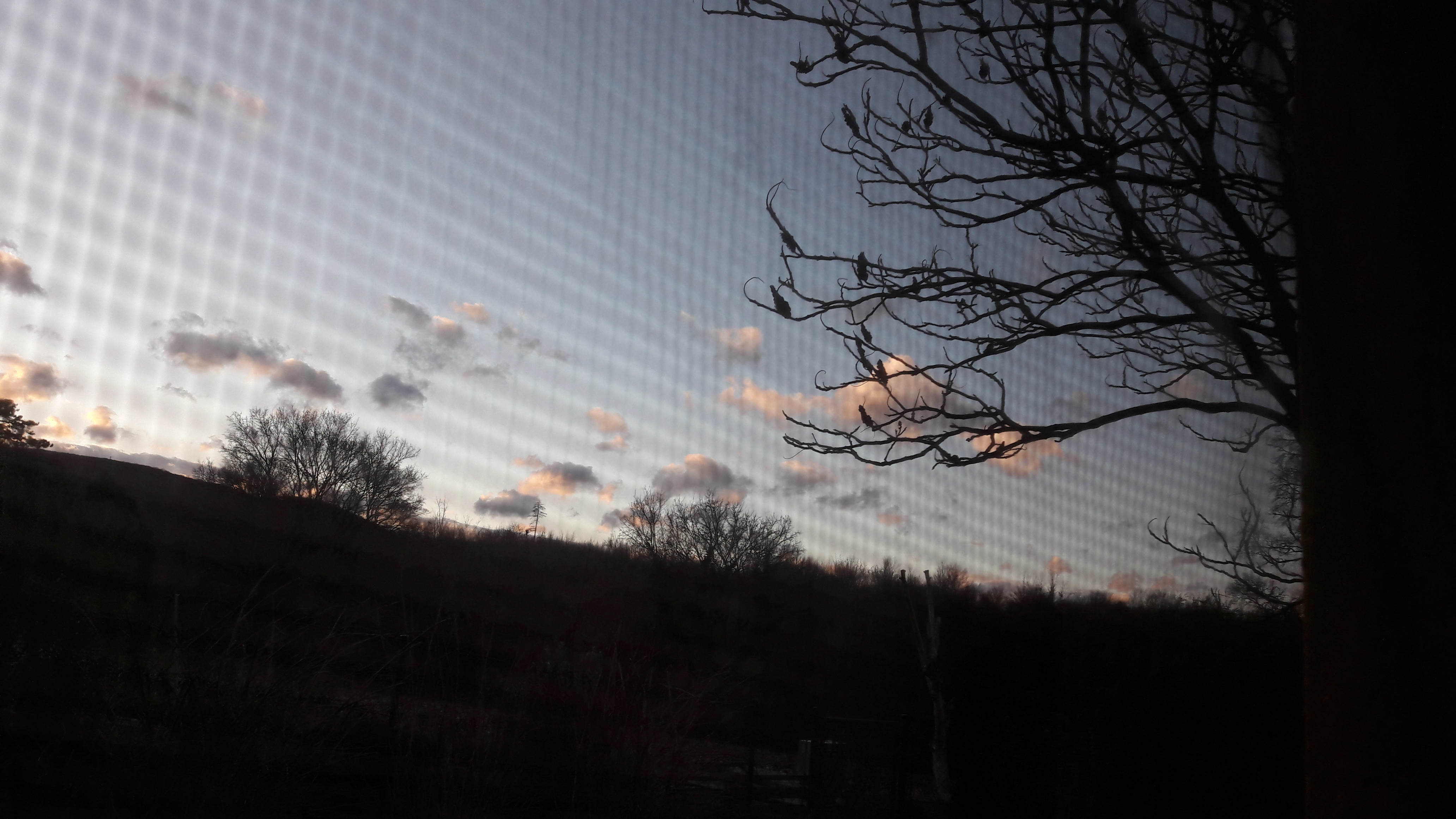 Flora-Tree-Forest-Publicdomain (41).jpg