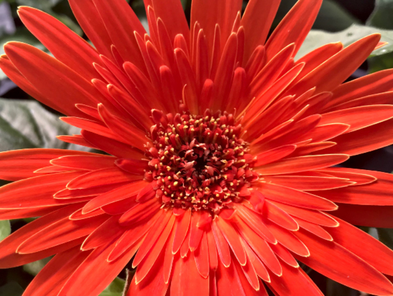 https://images.hive.blog/DQmVzEBPU9UQMmWgYw9noZcynDQVE6TRu4gTyZHW7aXPBKX/tuesday%20orange%20gerbera(1).jpg