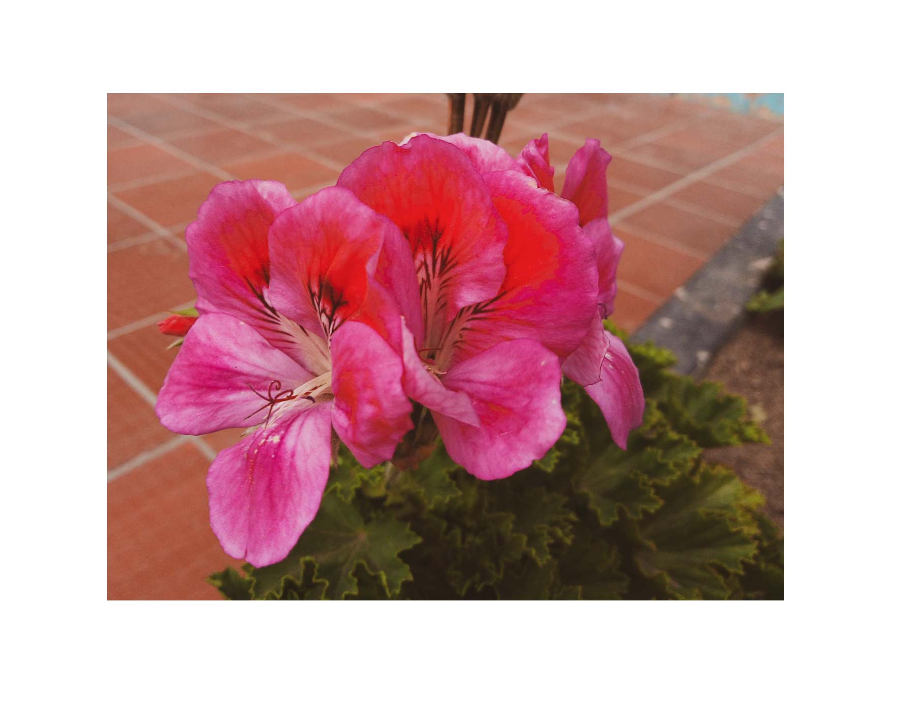 post flors -05.jpg