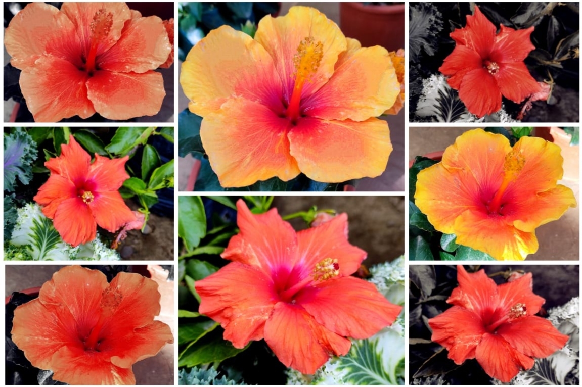 The Majestic Beauty & Enchanting Elegance of Hibiscus Flowers- A Dance of Colour n Contrast [In Colour & Monotone]