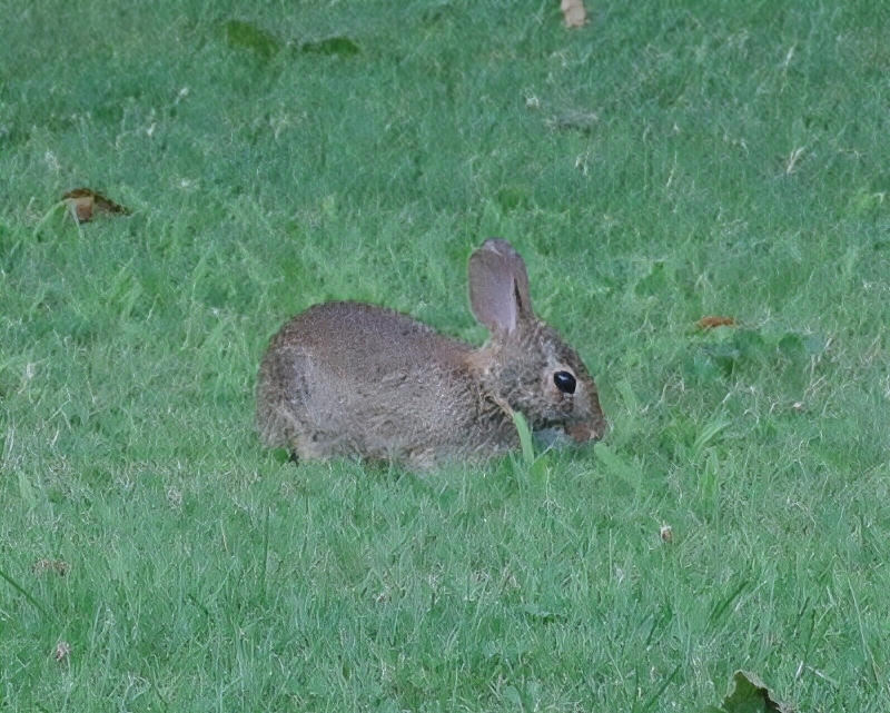 hivegarden-gardening-rabbit.jpg