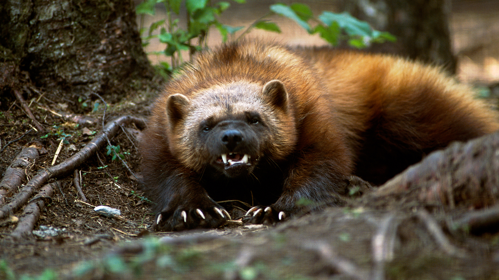 wolverine-crouching.jpg