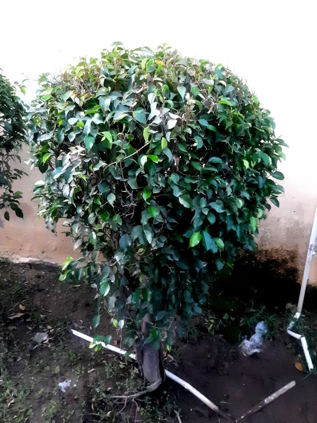 Algerian ivy plant 3.jpg