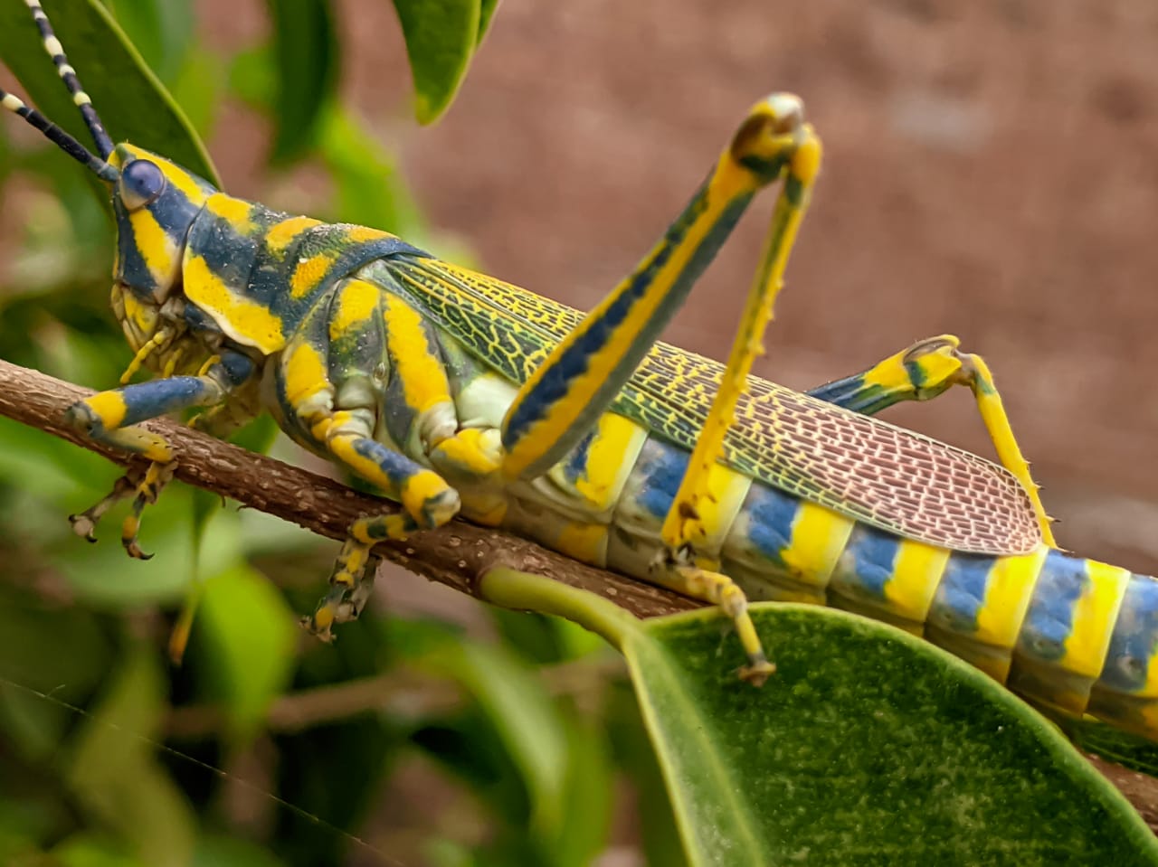 painted grasshopper (4).jpeg