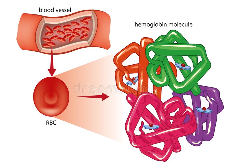 rbc-y-molécula-de-la-hemoglobina-ejemplo-del-vector-roja-glóbulo-149365326.jpg