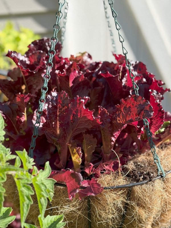 hivegarden-lettuce.jpg