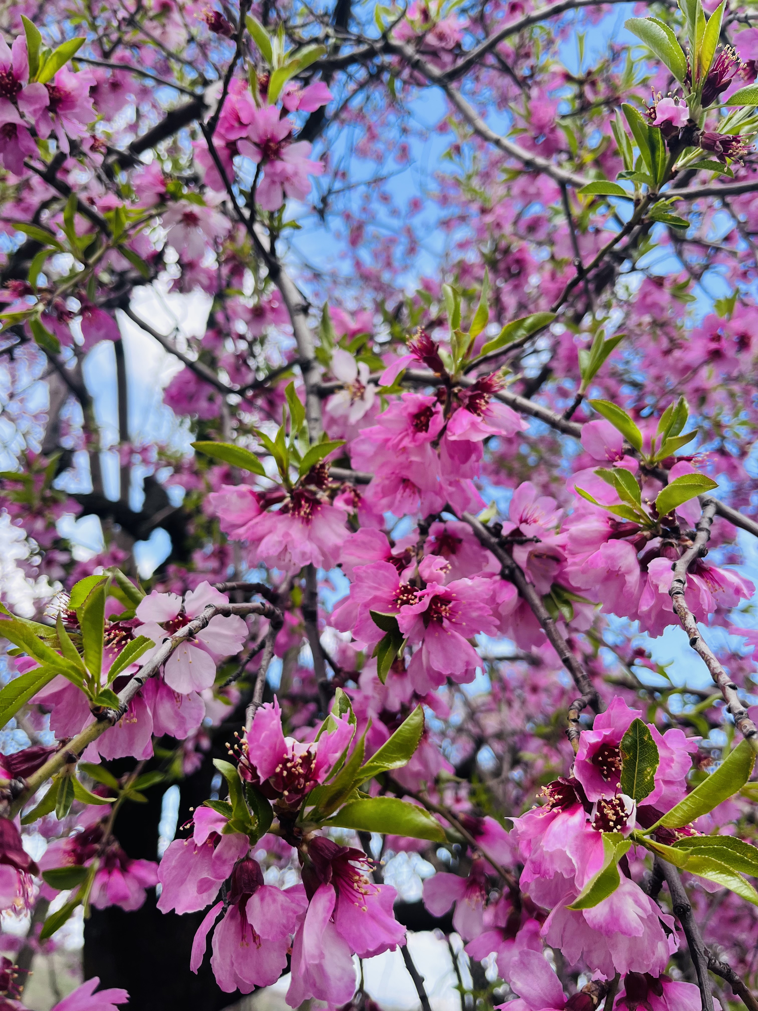 IMG_1938.jpeg