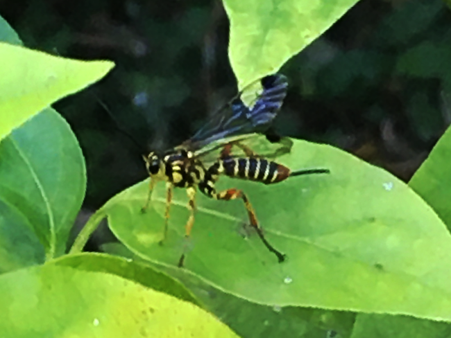 IMG_1682A.png