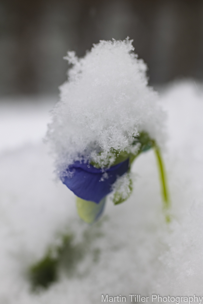 purple flower with ice (1 of 1).jpg