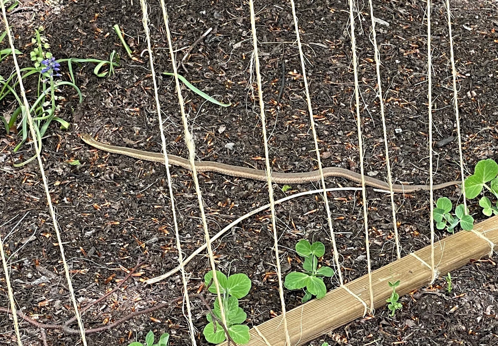 hivegarden-vegetables-vertical-6.jpg