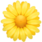 yellow flower.png
