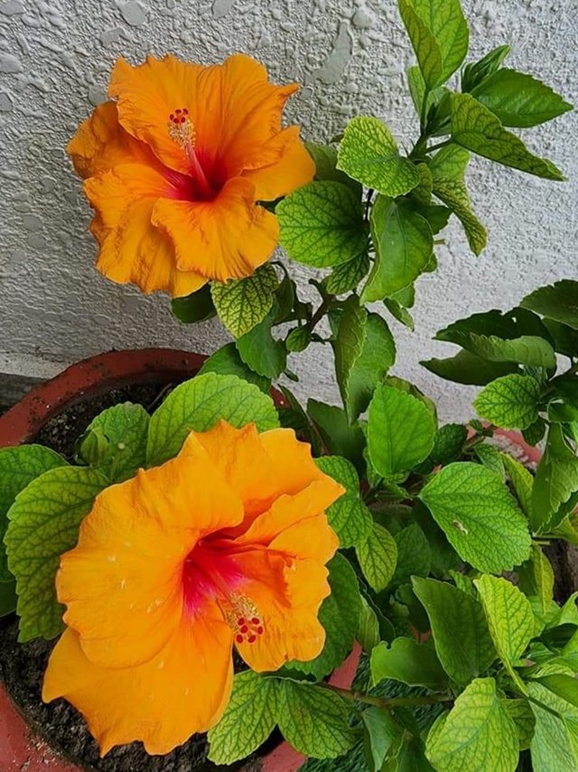 Orange hibiscus flower 1.jpg
