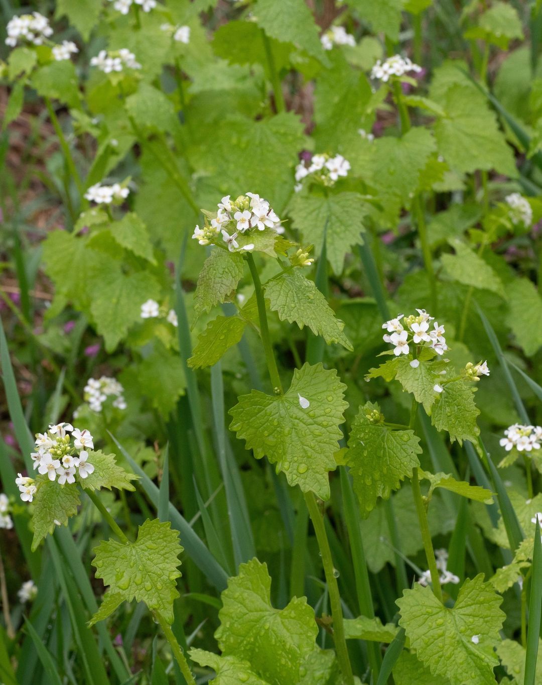 botanicaleb+_CdpXTT_On9l_+1654475379236.jpeg
