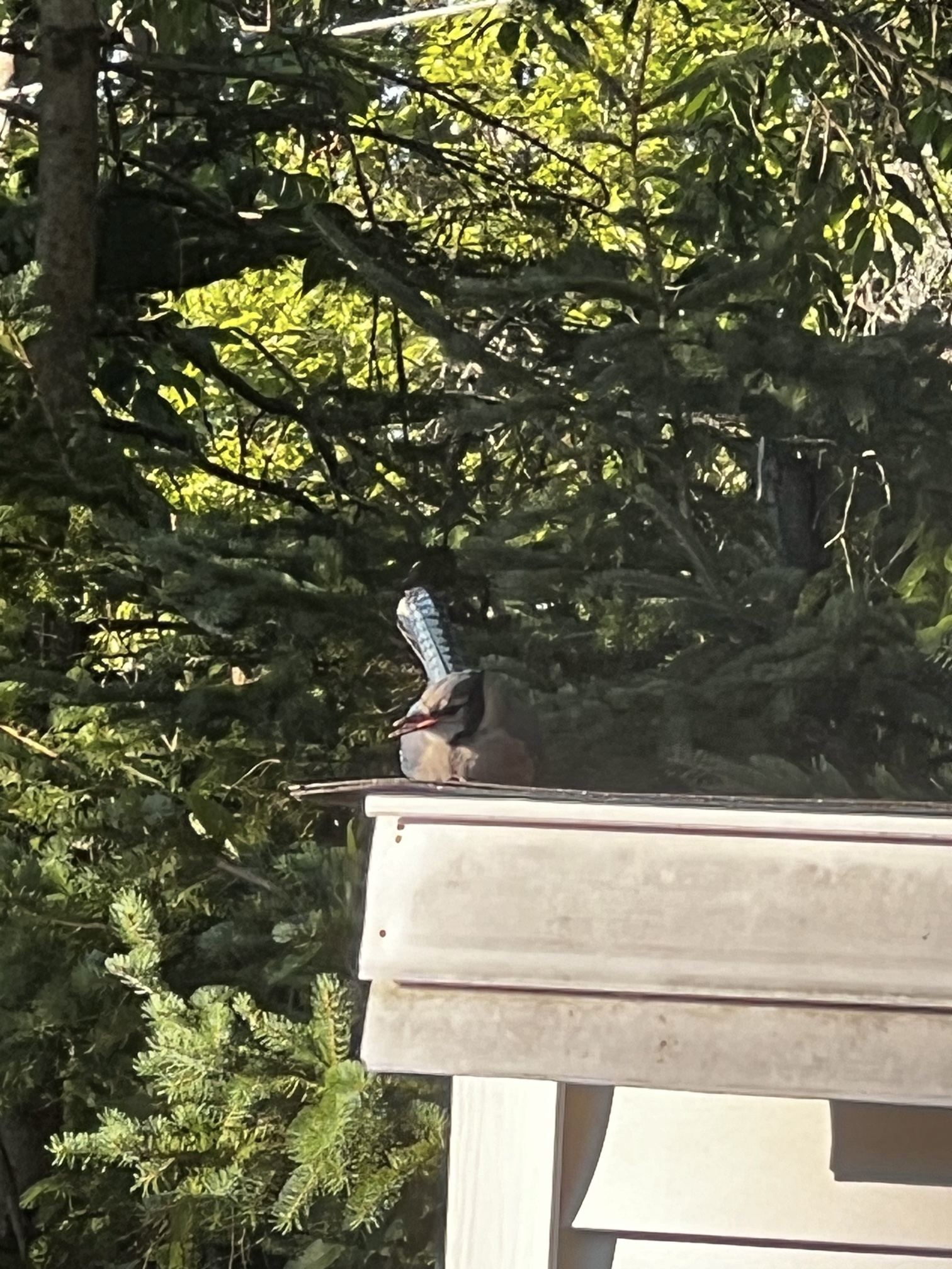IMG_3320.jpeg