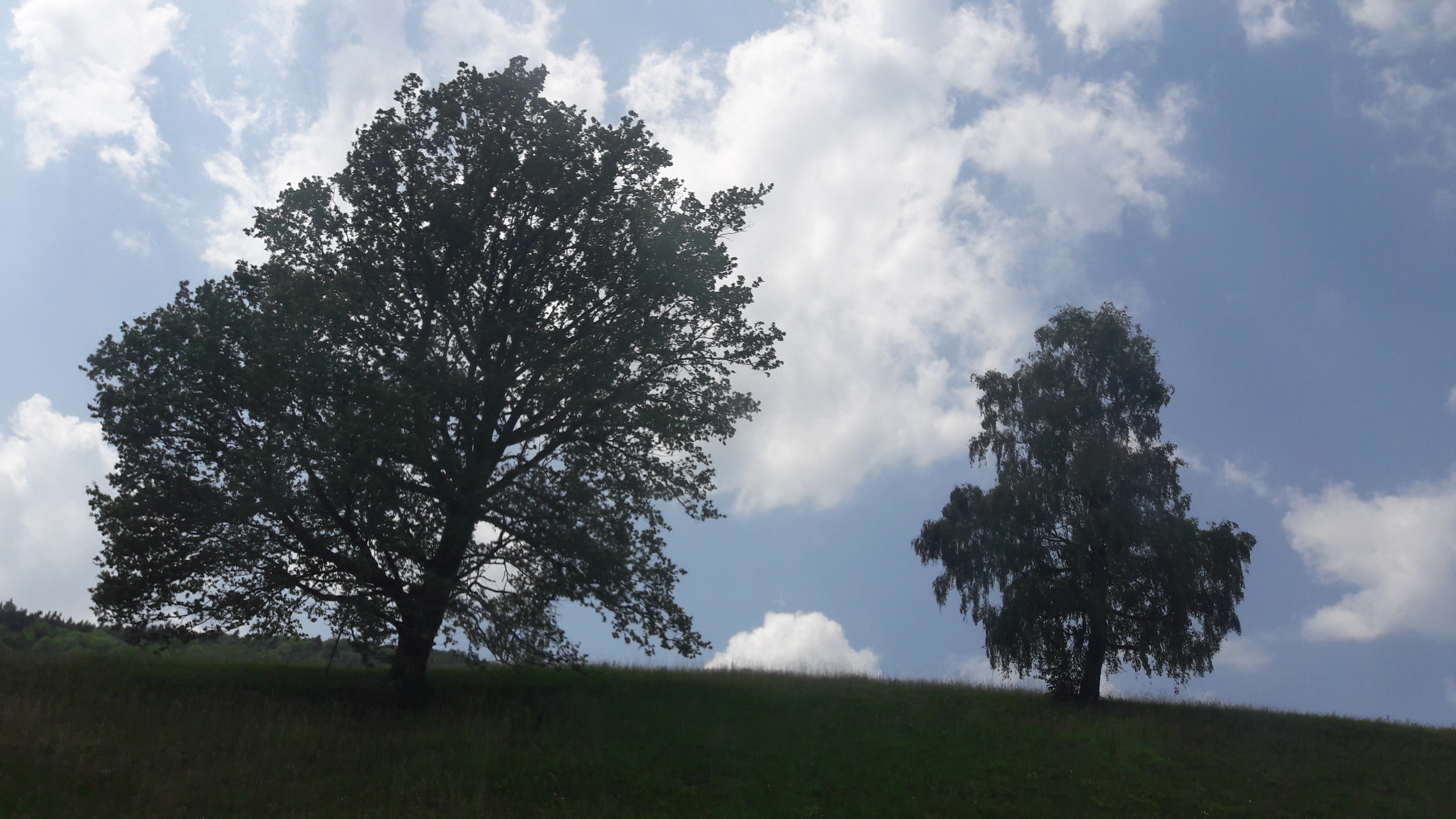 Flora-Tree-Forest-Publicdomain (47).jpg