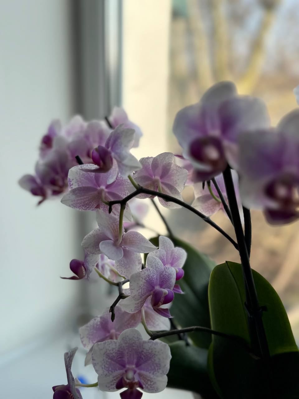 IMG_1681.jpeg