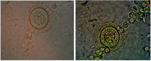fig8-2k12-842-850.jpg