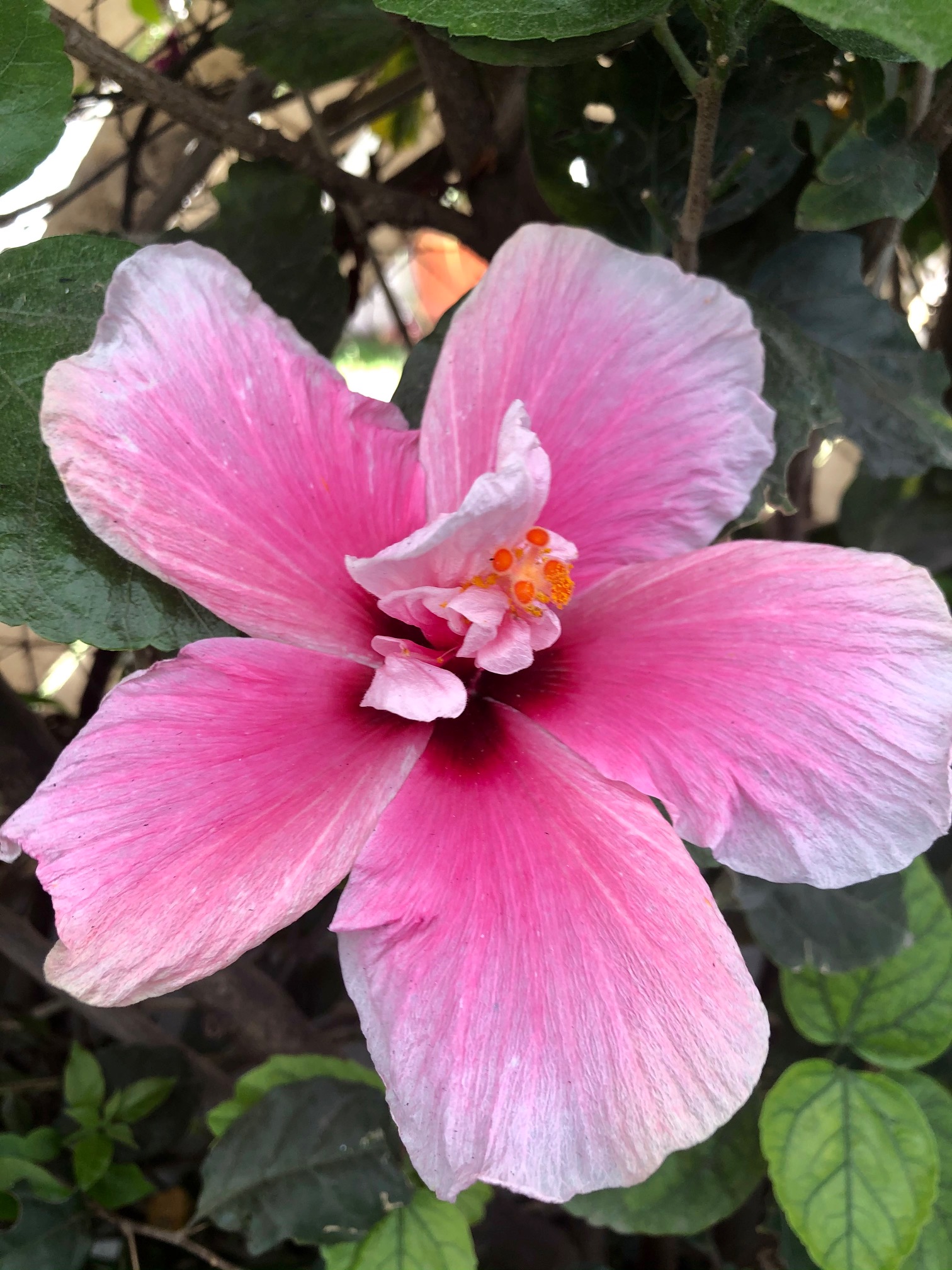 1 Beautiful Flor De Avispa [Hibiscus]